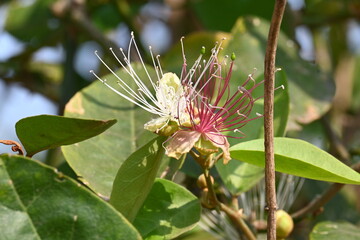 Capparis spinosa flowers. Its common names wyjeelah, nipang creeper, Capparis lasiantha, Flinders roseand and  bush caper. wildflower.