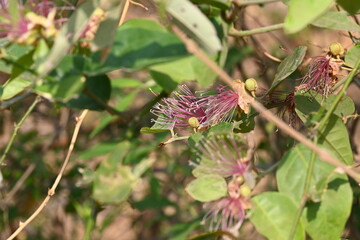 Capparis spinosa flowers. Its common names wyjeelah, nipang creeper, Capparis lasiantha, Flinders roseand and  bush caper. wildflower.