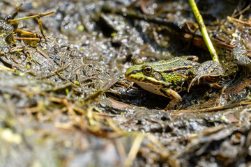 Grüner Frosch auf feuchtem Waldboden in natürlicher Umgebung