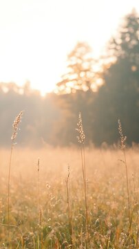 Fototapeta Golden Hour Grassland: Pale Sunrise Over Dew-Kissed Field