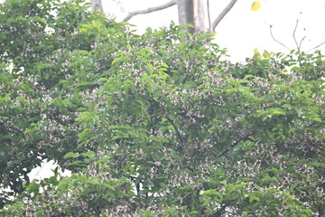 Millettia pinnata flowers. It is a species of tree in the pea family Fabaceae. Its other names  Pongamia pinnata, Indian beech and Pongame oiltree. It is used in many Ayurvedic medicine.

