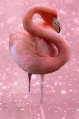 Rosa Flamingo