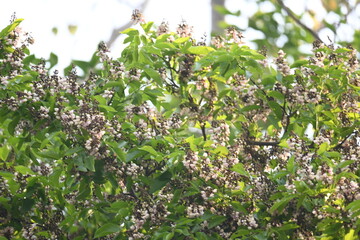 Millettia pinnata flowers. It is a species of tree in the pea family Fabaceae. Its other names  Pongamia pinnata, Indian beech and Pongame oiltree. It is used in many Ayurvedic medicine.
