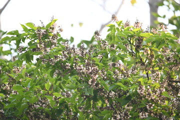Millettia pinnata flowers. It is a species of tree in the pea family Fabaceae. Its other names  Pongamia pinnata, Indian beech and Pongame oiltree. It is used in many Ayurvedic medicine.
