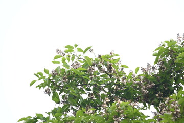 Obraz premium Millettia pinnata flowers. It&nbsp;is a species of tree in the pea family Fabaceae. Its other names Pongamia&nbsp;pinnata, Indian beech&nbsp;and&nbsp;Pongame oiltree. It is used in many Ayurvedic medicine. 