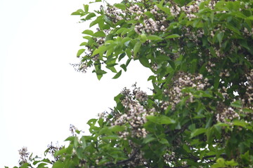 Obraz premium Millettia pinnata flowers. It&nbsp;is a species of tree in the pea family Fabaceae. Its other names Pongamia&nbsp;pinnata, Indian beech&nbsp;and&nbsp;Pongame oiltree. It is used in many Ayurvedic medicine. 