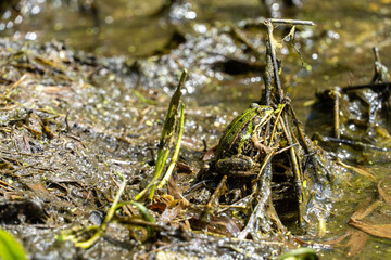 Grüner Frosch auf feuchtem Waldboden in natürlicher Umgebung