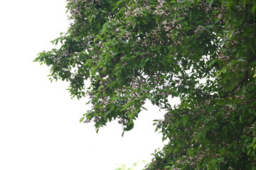 Millettia pinnata flowers. It is a species of tree in the pea family Fabaceae. Its other names  Pongamia pinnata, Indian beech and Pongame oiltree. It is used in many Ayurvedic medicine.
