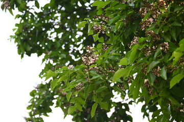 Millettia pinnata flowers. It is a species of tree in the pea family Fabaceae. Its other names  Pongamia pinnata, Indian beech and Pongame oiltree. It is used in many Ayurvedic medicine.
