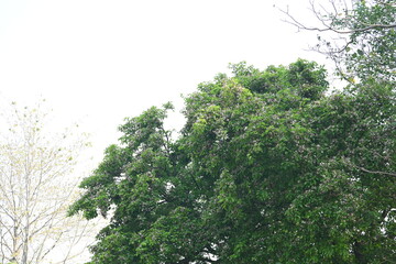 Millettia pinnata flowers. It is a species of tree in the pea family Fabaceae. Its other names  Pongamia pinnata, Indian beech and Pongame oiltree. It is used in many Ayurvedic medicine.
