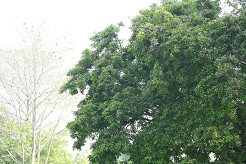 Millettia pinnata flowers. It is a species of tree in the pea family Fabaceae. Its other names  Pongamia pinnata, Indian beech and Pongame oiltree. It is used in many Ayurvedic medicine.
