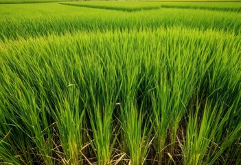 Fototapeta premium Close-up of a green meadow against a sky background