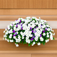 white and purple petunias in a wooden planter box