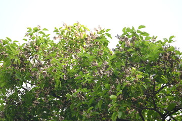 Millettia pinnata flowers. It is a species of tree in the pea family Fabaceae. Its other names  Pongamia pinnata, Indian beech and Pongame oiltree. It is used in many Ayurvedic medicine.
