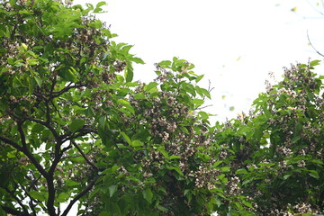 Millettia pinnata flowers. It is a species of tree in the pea family Fabaceae. Its other names  Pongamia pinnata, Indian beech and Pongame oiltree. It is used in many Ayurvedic medicine.
