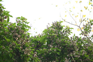 Millettia pinnata flowers. It is a species of tree in the pea family Fabaceae. Its other names  Pongamia pinnata, Indian beech and Pongame oiltree. It is used in many Ayurvedic medicine.
