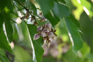 Millettia pinnata flowers. It is a species of tree in the pea family Fabaceae. Its other names  Pongamia pinnata, Indian beech and Pongame oiltree. It is used in many Ayurvedic medicine.
