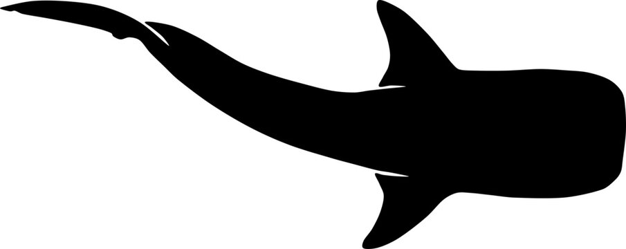 Whale shark. Rhincodon typus