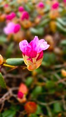 Spring rhododendron bud, pink blossoming flower.