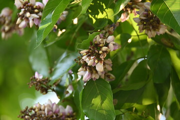 Millettia pinnata flowers. It is a species of tree in the pea family Fabaceae. Its other names  Pongamia pinnata, Indian beech and Pongame oiltree. It is used in many Ayurvedic medicine.
