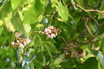 Millettia pinnata flowers. It is a species of tree in the pea family Fabaceae. Its other names  Pongamia pinnata, Indian beech and Pongame oiltree. It is used in many Ayurvedic medicine.
