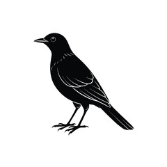 blackbird isolated on white background.vector silhouette illustration isolated on white background. Little city bird portrait symbol.