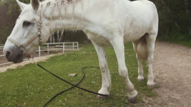  A white horse eats grass in a meadow and lifts its head and looks at the camera.