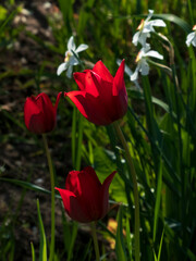 Vibrant Red Tulips Blooming in Spring Garden