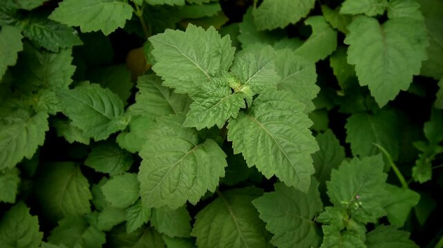 Patchouli leaves (Pogostemon cablin)
Patchouli leaves are the basic ingredient for making essential oil