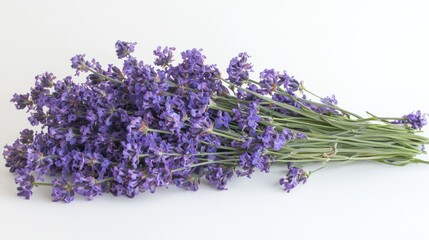 Fototapeta premium Lavender orchids neatly arranged in a bunch on a white background.