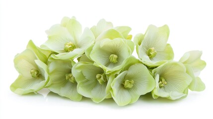Light green orchids grouped together in an elegant bunch on a white background.