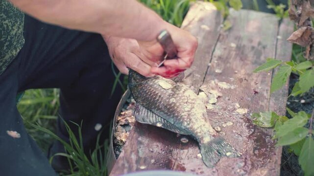 Close up of a man's hand peeling fish in summer.