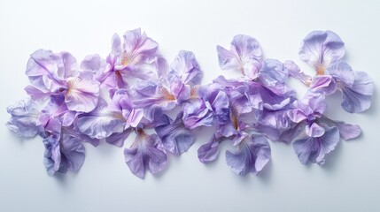 Obraz premium Light purple iris flowers arranged artfully.