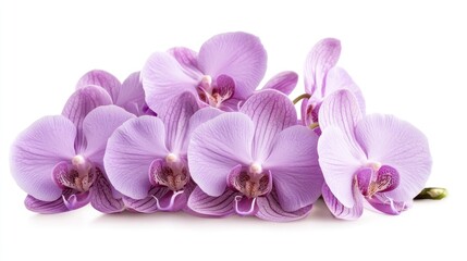 Obraz premium Light purple orchids grouped together in an elegant bunch on a white background.