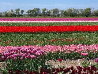 Feld mit Tulpen in verschiedenen Farben in Holland