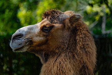 Obraz premium camel closeup