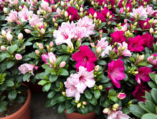 Naklejka premium close-up view of vibrant pink and fuchsia azaleas in full bloom