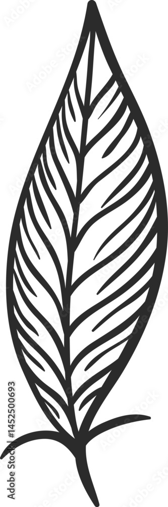 Poster hand drawn feather featuring thin, parallel lines creating a visually appealing striped pattern, ide