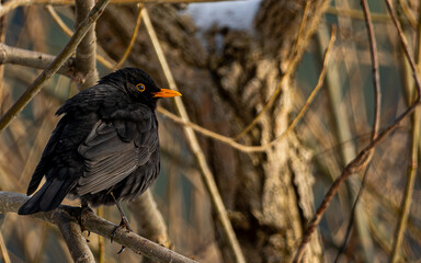 Bird on the tree