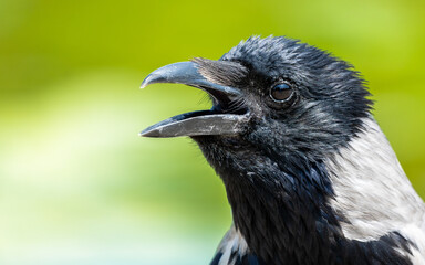 crow closeup