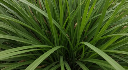 Fototapeta premium Lush Green Grass Blades Close Up