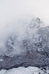 Frozen valley with patchy forest