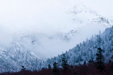 Dense forest with pinkish snow tones
