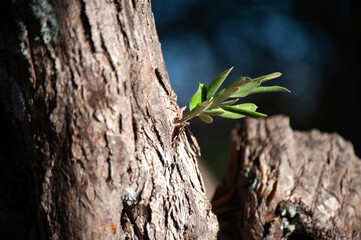Grafted brunch and green leaves of fruit tree