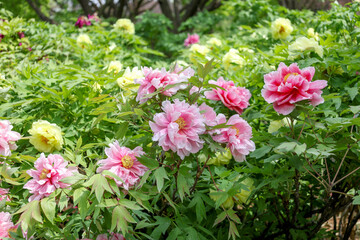 Pink and yellow peony tree in the garden
