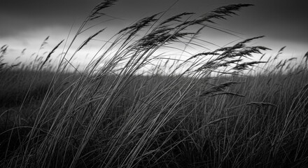 Obraz premium Black And White Photo Of Grass Blowing In The Wind
