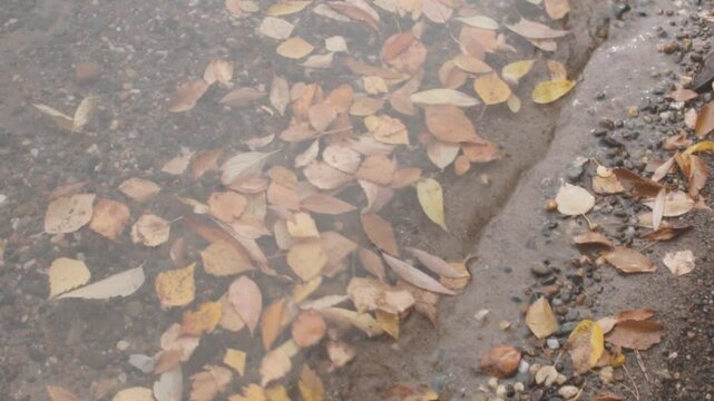 Fallen autumn leaves on the surface of the water. Leaves on the surface of the lake. Autumn nature photo, yellow leaves in the pond. Autumn leaves floating on the water. Natural landscape.