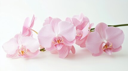 Naklejka premium Pastel pink orchids elegantly arranged in a bunch on a white background.