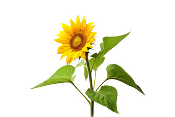 Fototapeta premium yellow sunflower