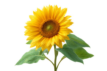 Fototapeta premium Bright Yellow Sunflowe